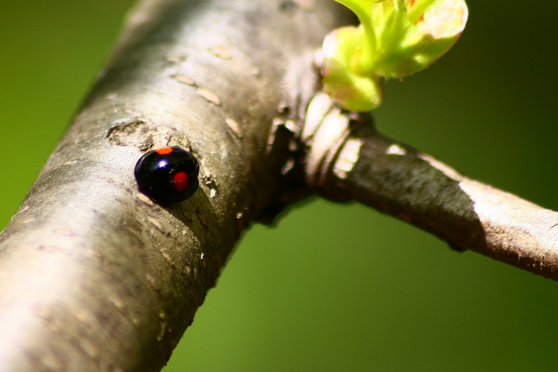 Serie di Coccinellidae del Parco del Ticino